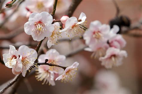 梅花圖形|100000 多张免费的“梅花、”和“自然”矢量图